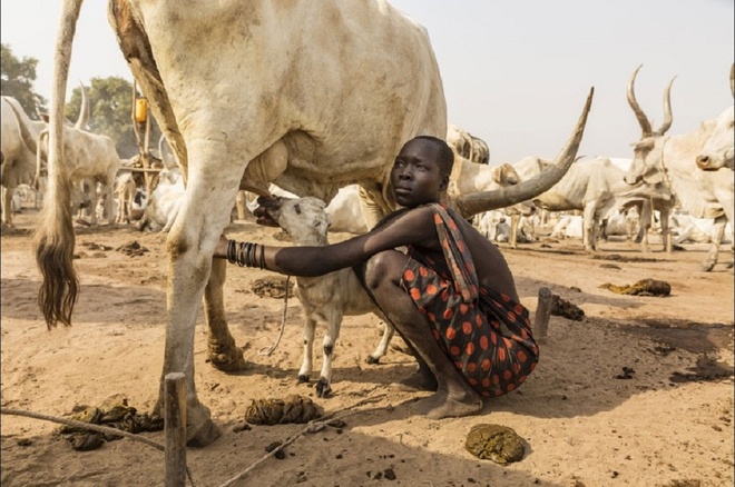 
Cô gái Mundari đang giúp một con cừu bú sữa bò. Sữa là một trong những lợi ích lớn mà đàn bò Ankole-Watusi mang lại cho bộ tộc.
