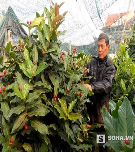 
Người dân đang chăm sóc hoa ngày Tết tại thôn Dân Hạnh, Đặng Cương, An Dương, Hải Phòng
