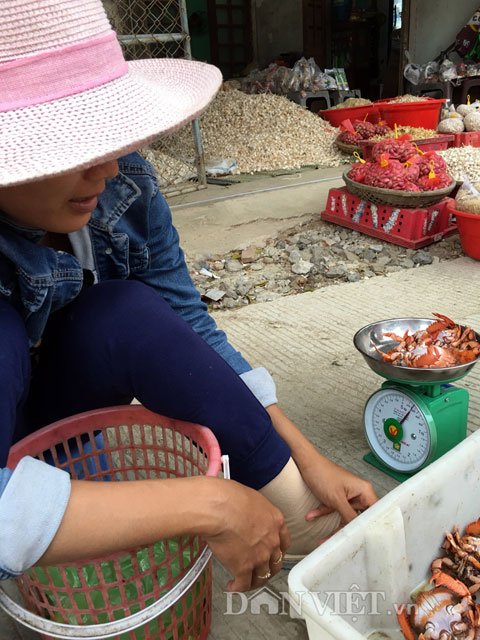 
Cân cua bán cho khách tại cầu cảng huyện đảo Lý Sơn
