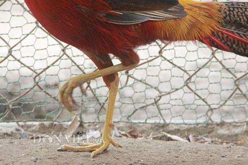 
Bộ chân vàng, cao, nhanh nhẹn và đang chồi ra đôi cựa màu vàng, khiến chú chim này càng trở nên đắt giá.

