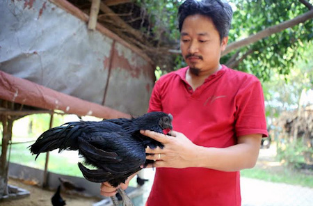 
Anh Trần Nhữ Giáp, chủ trang trại nuôi sinh sản và bảo tồn chim Việt (Đông Mỹ, Thanh Trì, Hà Nội) phải bay sang Indonesia tới 6 lần trong vòng 2 năm mới mua được đúng loại gà đen thuần chủng. Ảnh: Vietnamnet
