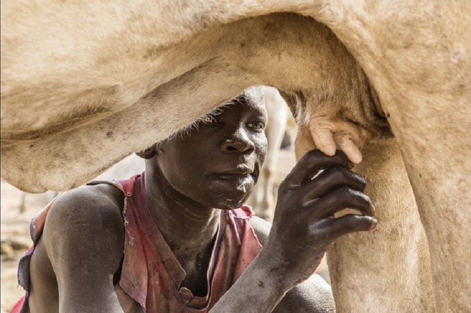 
Một cậu bé đang uống sữa trực tiếp từ con bò của mình. Với những lợi ích mà bò Ankole-Watusi mang lại, chúng không chỉ được xem là một tủ chứa thức ăn di động, một phương thuốc mà còn là của hồi môn đối với tộc Mundari. Nói cách khác, đàn bò là nguồn cung dinh dưỡng chủ yếu của cả bộ tộc.
