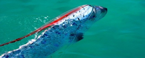 
Cá Oarfish không có vây, nhưng khoác chiếc áo màu bạc có chứa chất hóa học guanine - loại chất có nhiều trong vây của một số loài cá. Mặc dù chúng thích nghi để tồn tại dưới áp lực cao nhưng phần da cá Oarfish rất mềm mại và dễ bị tổn thương.
