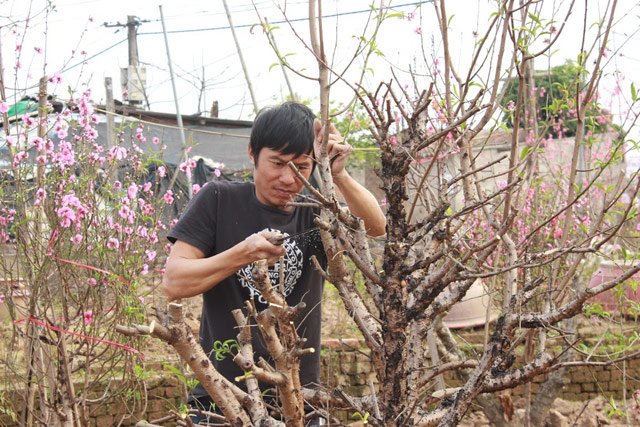 Anh Trần Văn Thanh cắt cành đào để bán.