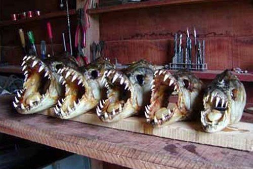 
Một bộ sưu tập đầu cá hổ Congo, trông giống như cảnh trong phim kinh dị Mỹ
