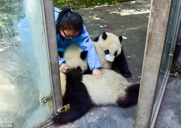 
Công việc của Mei với đám gấu trúc dường như không có phút nghỉ ngơi hay ngừng tay.
