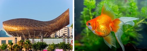 
Barcelona nổi tiếng với rất nhiều công trình độc đáo. Trong số đó có tác phẩm hình con cá vàng dài 56m, cao 35m của KTS Frank Gehry.
