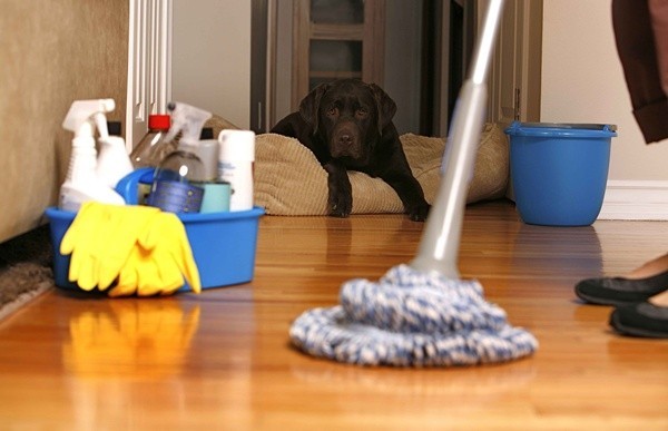 
Sau khi don dẹp sạch sẽ đồ đạc, hãy tiền hành lau sàn nhà.
