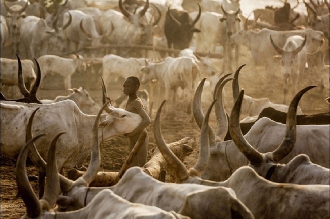 
Trên thực tế, tộc Mundari coi bò Ankole-Watusi là những người bạn thân thiết của mình. Không chỉ bảo vệ đàn bò, họ thậm chí còn ngủ cùng chúng.
