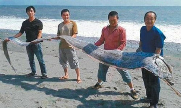 
Dù có thân hình khổng lồ nhưng cá Oarfish không có răng  mà thường bắt mồi bằng mang. Theo đó, chúng hút nước vào miệng, thải nước qua mang, lọc giữ lại những thức ăn nhỏ. Thực phẩm ưa thích của cá Oarfish là các loài nhuyễn thể hoặc giáp xác nhỏ như cá nhỏ hay mực ống.
