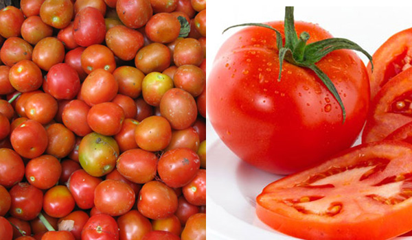 
Cà chua chín tự nhiên thường đều màu, ruột đỏ đều
