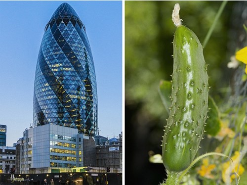 
Tòa nhà do KTS lừng danh Norman Foster thiết kế có tên chính thức là 30 St Mary Axe. Tuy nhiên, người dân Anh thường gọi tên công trình sừng sững ở khu tài chính London là Tòa nhà Dưa chuột
