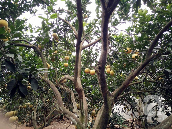 Bưởi diễn xịn, cam canh sạch cũng được người t&igrave;m mua để ăn trong dịp Tết.