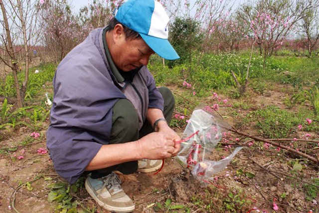 Chủ vườn đào Lâm Hương đã cắt ghép cành và bón phân để sẵn sàng cho đào hồi sinh.