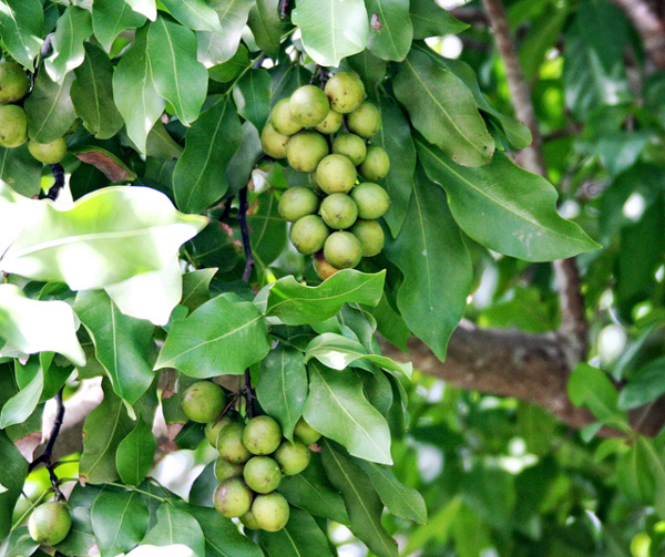 
Những trái chanh này có tên khoa học là Mamoncillos, có nguồn gốc từ Mexico, Trung và Nam Mỹ, và ở vùng biển Caribbean. Chúng được biết đến với cái tên chanh Tây Ban Nha.
