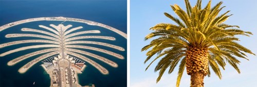 
Quần đảo Cây Cọ gồm 3 hòn đảo nhân tạo ở Dubai, Các tiểu vương quốc Ảrập Thống nhất. Mỗi khu có hình dạng một cây cọ được bao quanh bởi vành trăng lưỡi liềm. Trên đảo có các khách sạn, trung tâm thượng mại, giải trí...
