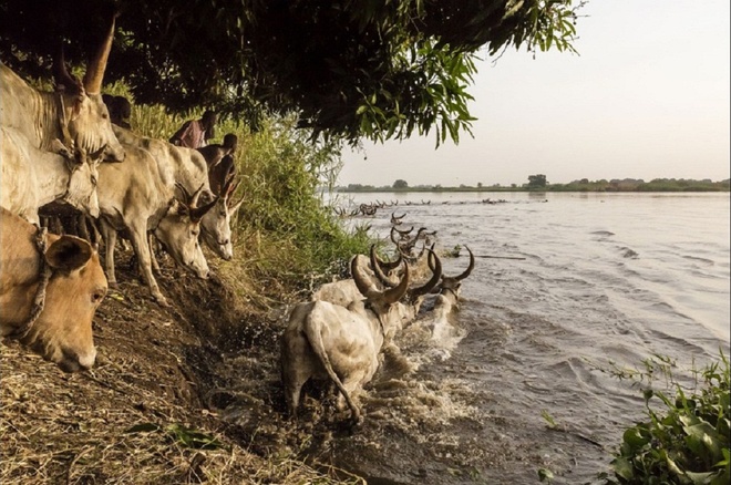 
Người dân thường lùa đàn bò của mình vượt sông Nile để sang một hòn đảo khác ăn cỏ trong vài tháng. Việc tìm đồng cỏ cho đàn bò là một vấn đề lớn đối với tộc Mundari bởi rất nhiều bom mìn được gài dưới đất trong thời chiến.
