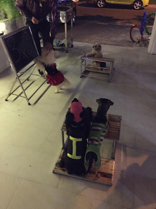 Một hình ảnh thú vị được Thủy Tiên đăng tải đó là cảnh lớp học ngộ nghĩnh dành cho các chú chó.