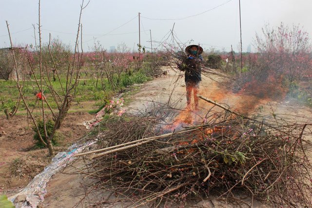Nhiều hộ trồng đào cắt cành đốt bỏ.