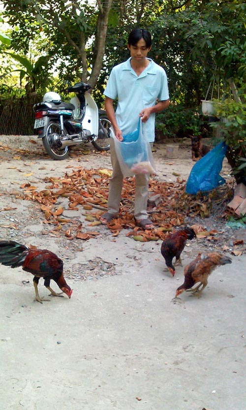 
Anh Vinh đang bỏ thức ăn cho đàn gà vảy rồng ăn tại trang trại của gia đình ở tỉnh Vĩnh Long.

