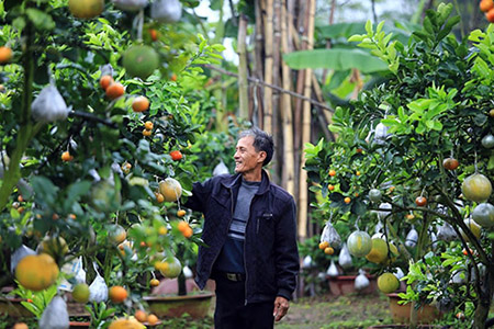 Rất nhiều người chọn mua cây 10 loại quả bởi cây này có ý nghĩa là may mắn, sung túc, no đủ. Đa phần khách hàng ở nội thành Hà Nội, ông Giáp cho biết.