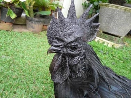
Loại gà đen này có cùng nguồn gốc với gà ác của Việt Nam. Thịt gà đen Ayam Cemani giàu dinh dưỡng, rất tốt cho phụ nữ trước và sau khi sinh con.
