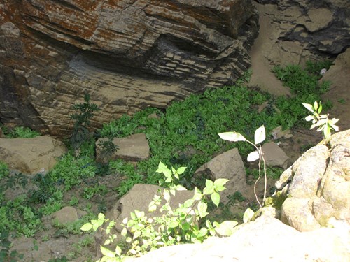 Thực vật xanh trong hang - Ảnh: Trương Quang Nam