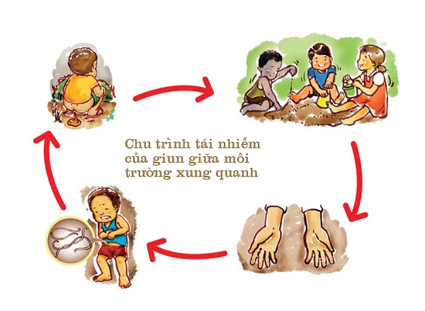 
Chu trình tái nhiễm của giun giữa môi trường xung quanh. Ảnh minh họa
