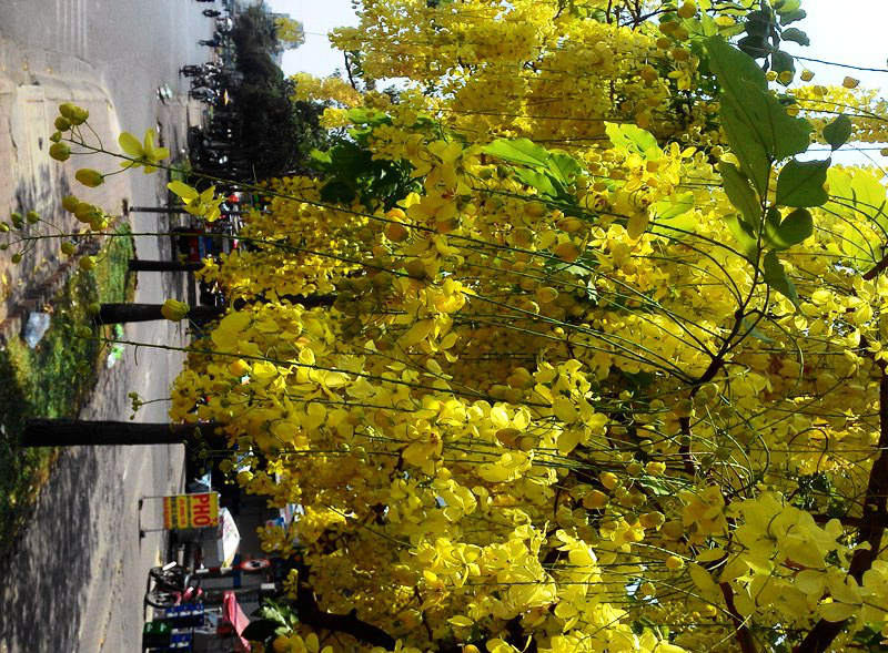 
Bọ cạp nước rũ sắc vàng toàn bộ thân cây khiến loại hoa này luôn được nhiều người muốn nhìn cho sướng con mắt.
