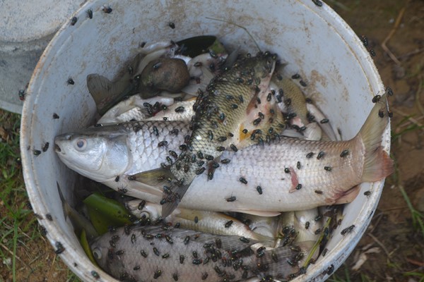 
Cá chết bất thường vớt được trên sông Bùng. Ảnh: H.Quân
