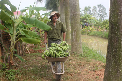 Hai bên bờ ao trồng rất nhiều cây ăn quả.