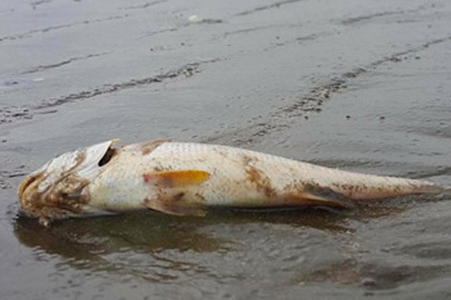 Cá lù đù chết dạt vào bờ biển Diễn Châu. Ảnh: TL