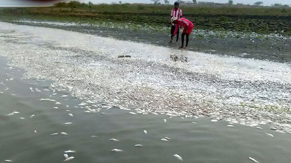 
Colombia: Cá chết do hàm lượng acid cao
