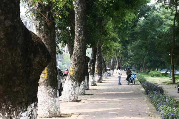 
Công tác di dời hơn 100 cây cổ thụ sẽ kéo dài 2-3 tháng tùy thuộc tình hình thời tiết
