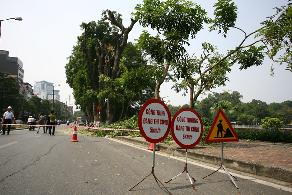 
Thời gian đánh gốc chuyển cây sẽ được thực hiện vào ban đêm để đảm bảo an toàn
