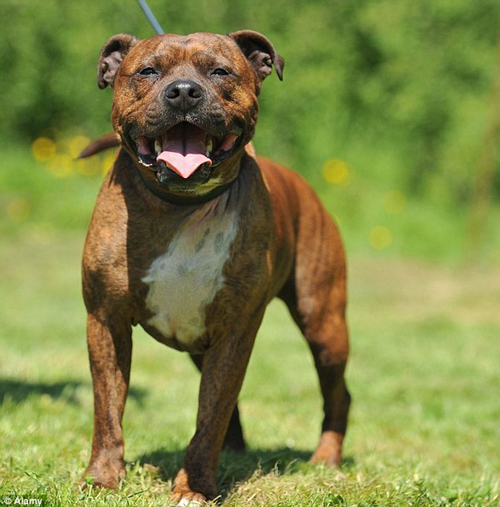 
Con chó giống Staffordshire Bull Terrier đã tấn công cố bé 6 tuổi.
