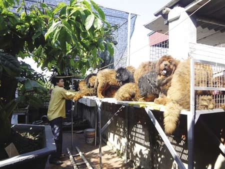 
Những chú chó ngao được nuôi trong trại Phượng Hoàng - Ảnh: Nhân vật cung cấp
