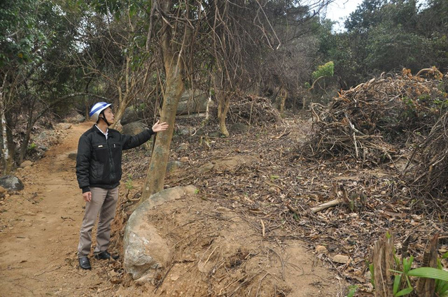 Khi vụ phá rừng vào hồi cuối tháng 2/2016 chưa nguôi thì tiếp tục thêm vụ phá rừng Sơn Trà ở tiểu khu 63 gây bức xúc dư luận. Ảnh: Đ.H