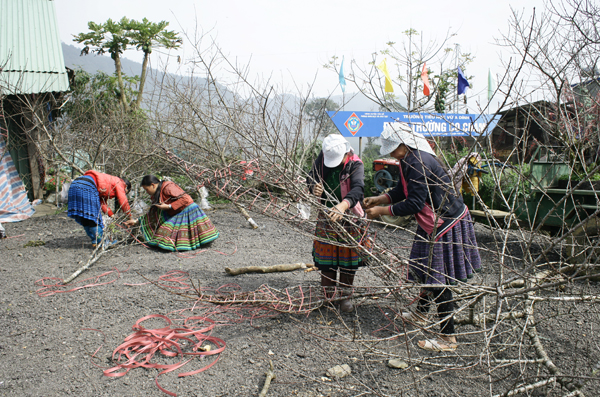 
Các phụ nữ dân tộc Mông tất bật bó gọn các cành đào.
