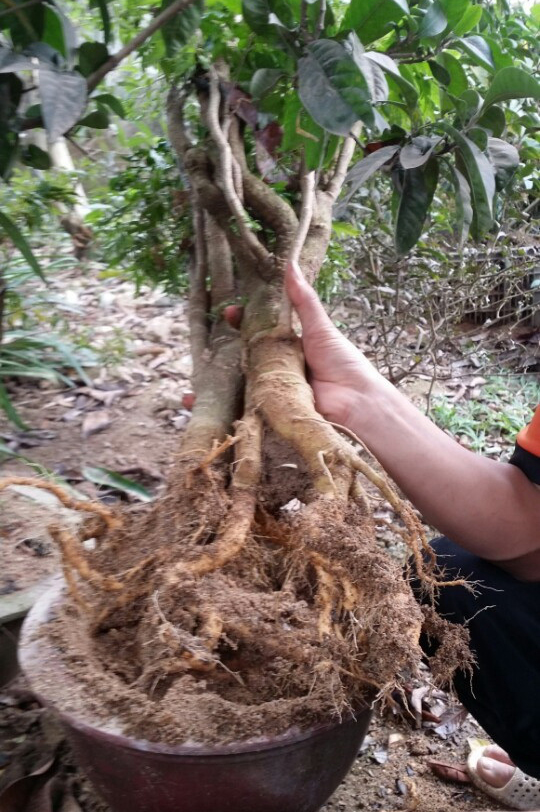 
Tin vào lời đồn thổi chữa bách bệnh, nhiều người dân đào cây đinh lăng lấy rễ ngâm rượu uống. Ảnh: Cao Tuân
