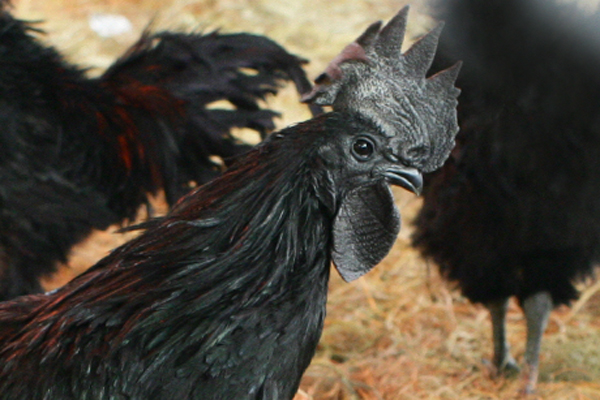 
Loại gà đen nhập khẩu từ Indonesia có giá tới 15-20 triệu đồng/con.
