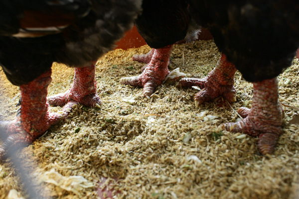 
Điều đặc biệt của giống gà Đông Tảo là đôi chân to và xù xì
