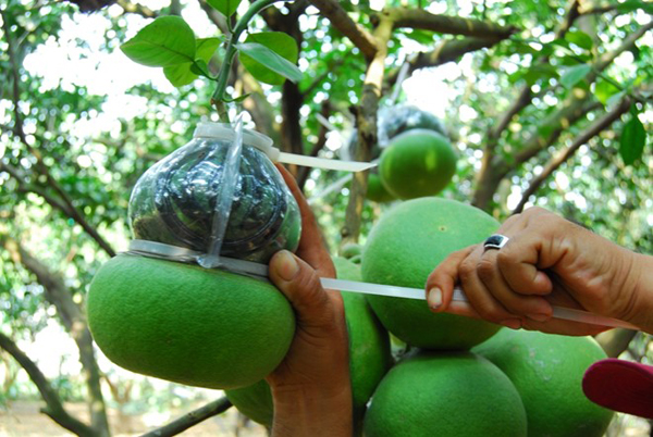 
Những quả bưởi hồ lô được quảng cáo là mang nhiều tiền tài, may mắn cho người sử dụng. Ảnh: T.L
