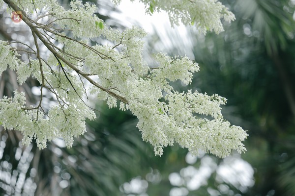 Hoa sưa được coi là loài hoa tháng 3