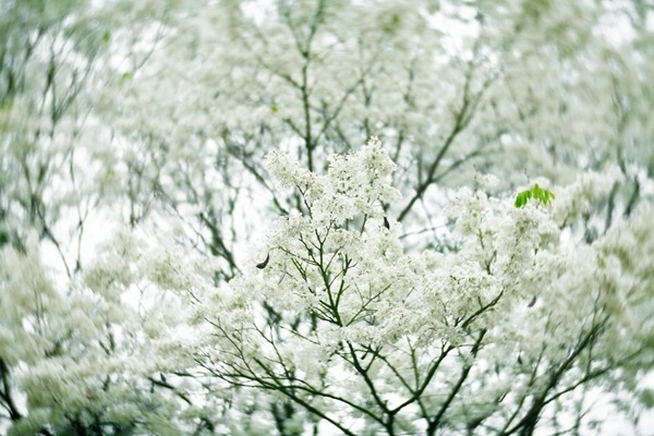 Hoa sưa trắng tinh khôi, tạo nên một vẻ đẹp rất riêng trong tháng 3.