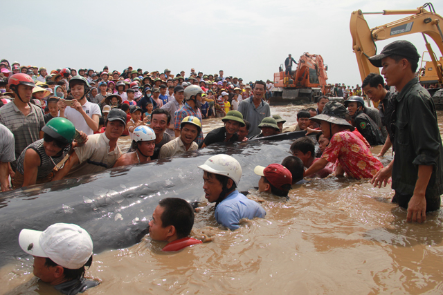 
Hàng chục thanh niên làng được huy động đẩy cá voi
