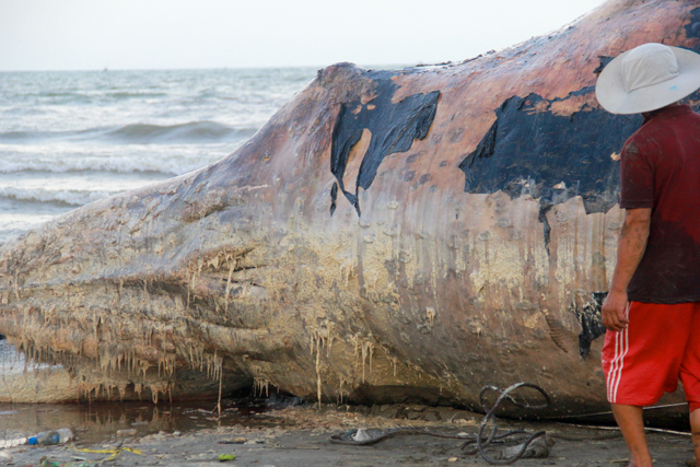 Xác con cá voi này đã bị phân hủy mạnh, bốc mùi hôi thối nên được xác định là đã chết từ trước đó nhiều ngày. Ảnh: Phan Ngọc