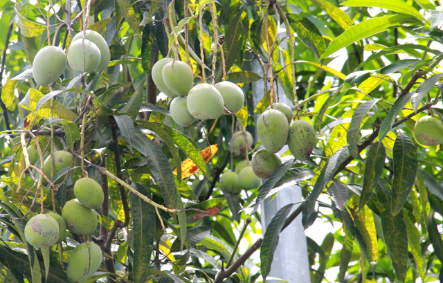 
Ông Trần Khánh Nam (SN 1945, trú xã Nghi Phú, TP.Vinh) cho biết đây là lần đầu tiên trong đời ông chứng kiến cảnh cây xoài ra trái nhiều như vậy ở mảnh đất Nghệ An. Không những vậy, những gốc xoài trước cửa nhà vốn làm nơi để xe tránh nắng của ông đã 3 năm nay không thấy ra một trái những năm nay lại nhiều không xuể. Ảnh: Phan Ngọc
