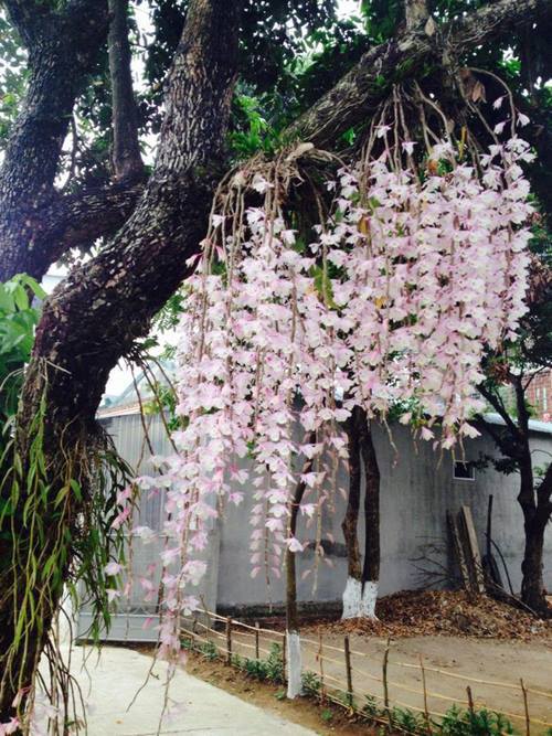 Người chơi lan chúng tôi thường nói đùa yêu lan chỉ sau yêu vợ, nhưng mà đúng là vậy. Tôi lo lắng, chăm sóc nó như con mọn, sáng ngắm, chiều ngắm, tối cũng ra ngắm. Mỗi khi thời tiết báo mưa gió là tôi xót xa lắm, vì mưa làm dập nát hết hoa, ông Thịnh bộc bạch.