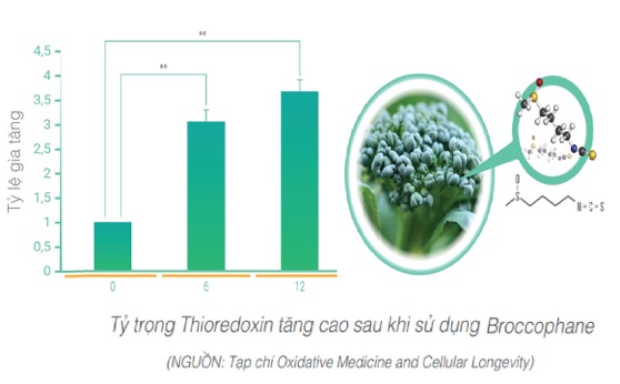 Các nghiên cứu lâm sàng cho thấy, tỷ trọng Thioredoxin tăng gấp 3 lần sau 6 giờ sử dụng Broccophane.